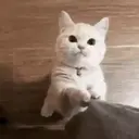 Cats   Mov DZ 5