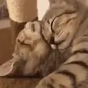 Cats   Mov DZ 7
