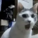 Cats   Mov DZ 24