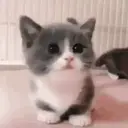 Cats   Mov DZ 9