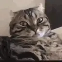 Cats   Mov DZ 1
