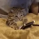 Cats   Mov DZ 3