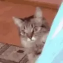 Cats   Mov DZ 20