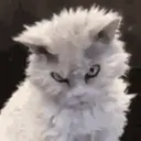 Cats   Mov DZ 15