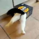 Cats   Mov DZ 26