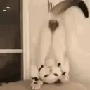 Cats   Mov DZ 28