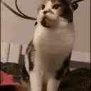 Cats   Mov DZ 2