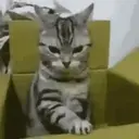 Cats   Mov DZ 19