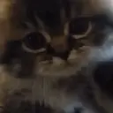 Cats   Mov DZ 4