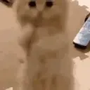 Cats   Mov DZ 6