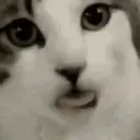 Cats   Mov DZ 11