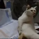 Cats   Mov DZ 21