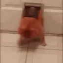 Cats   Mov DZ 23