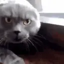 Cats   Mov DZ 10