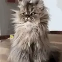Cats   Mov DZ 8