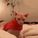 Cats   Mov DZ 16