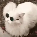 Cats   Mov DZ 13