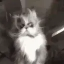 Cats   Mov DZ 17