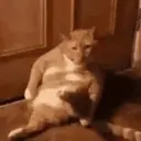 Cats   Mov DZ 27