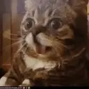 Cats   Mov DZ 25