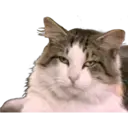 Gatos Famosos 1 18