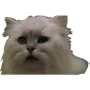 Gatos Famosos 1 19