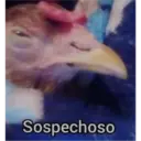 Animales 9