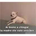 Animales 4