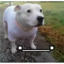 Animales 5