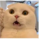 Animales 7