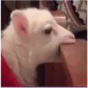 Animales 1