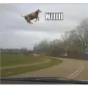 Animales 2