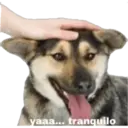 Animales3 12