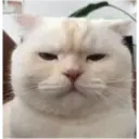 Animales3 17