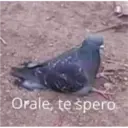 Animales3 24