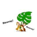 Ardilla cute 5