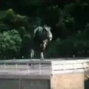 Dinosaurs 13