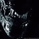 Aliens Vs Predator 8