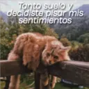 Tanto suelo y
decidiste pisar mis
sentimientos