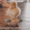 Siempre hay tiempo patodo