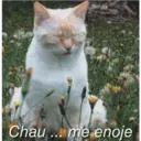 Chau... me enoje