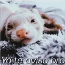 Yo te aviso bro