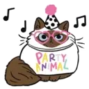 Cutiee Cat Meow Box 21