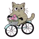 Cutiee Cat Meow Box 14