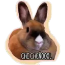 CHI CHENOOOL