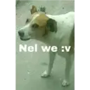 Nel we :v