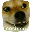 coshino