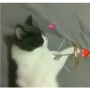 Animalitos 23