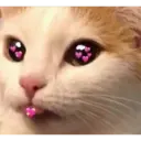 Animalitos 17