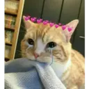Animalitos 16